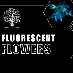 Fluorescent Flowers on the Farm