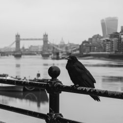 A black and white photo of a crow perched on some railings overlooking the Thames, tower bridge and the walkie talkie in the background.