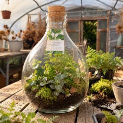 Sealed Terrarium Workshop