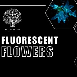 Fluorescent Flowers on the Farm 2