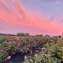 Pick-Your-Own Flowers (Morning Pick)