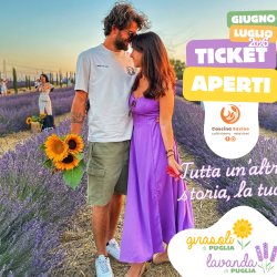 campi di girasoli e lavanda