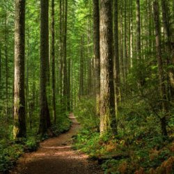 A path winding through trees into a forest