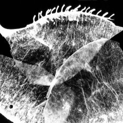 T45. Plantograms, Aquagrams and Billetograms with Francisco Macfarlane