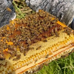 Bee Keeping Beginners Course