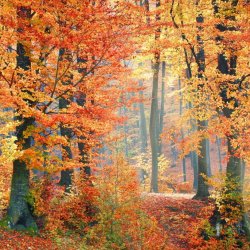 Autumn Equinox Class (Zoom)