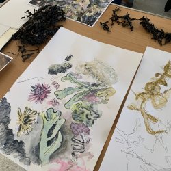 Image of seaweed drawings