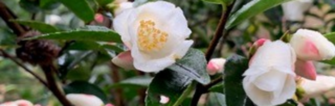 Study Day: CAMELLIA at White House Farm