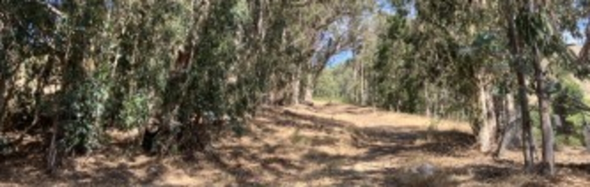 Nature Walk and Bird Count — July 2026