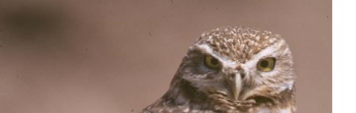 Burrowing Owl Workshop - June 7, 2019