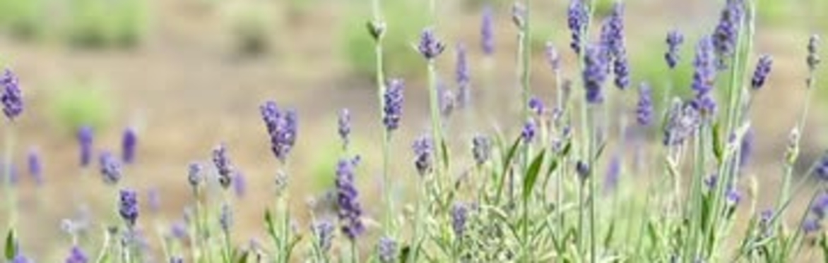 Find Your Balance: A Vin/Yin Yoga Session