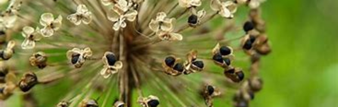 Seed Saving for Food Growers