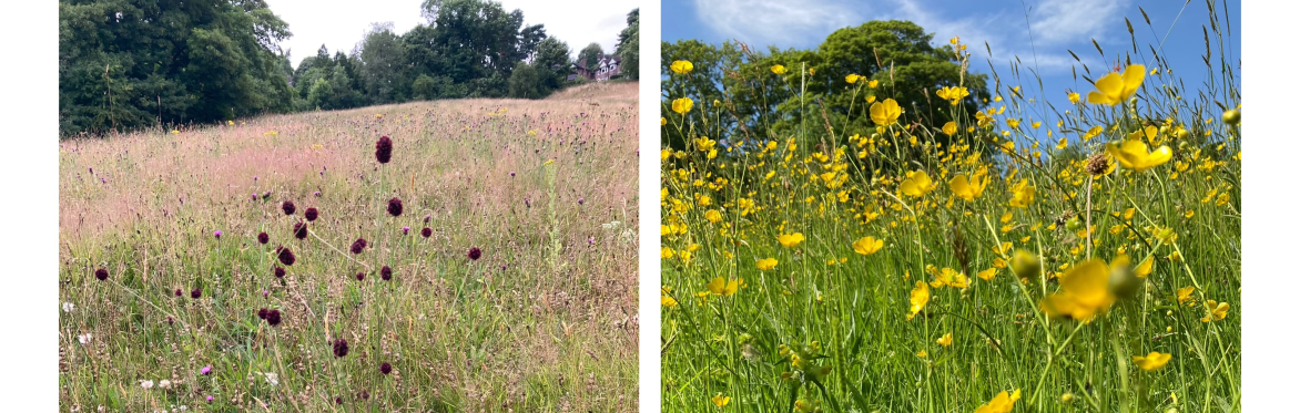 Views across the wildflower meadow