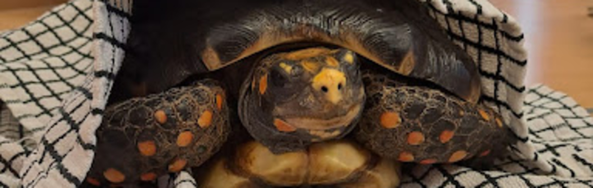 Tortoise Spa Day