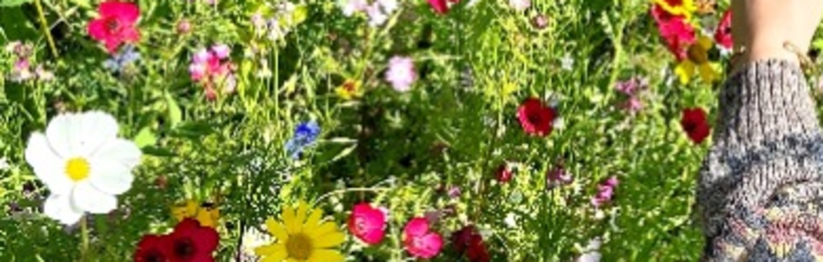 Plant a Pocket Meadow for Biodiversity