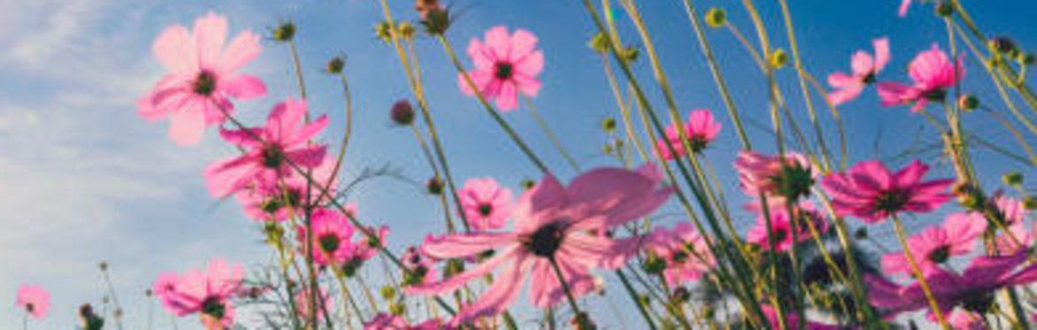 MAY YOU BLOOM