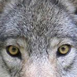 Wolf Quest