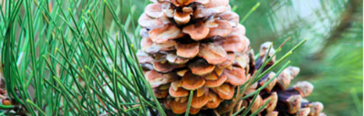 Yoga And Sauna Sunday - Winter Solstice *12.30-4pm*