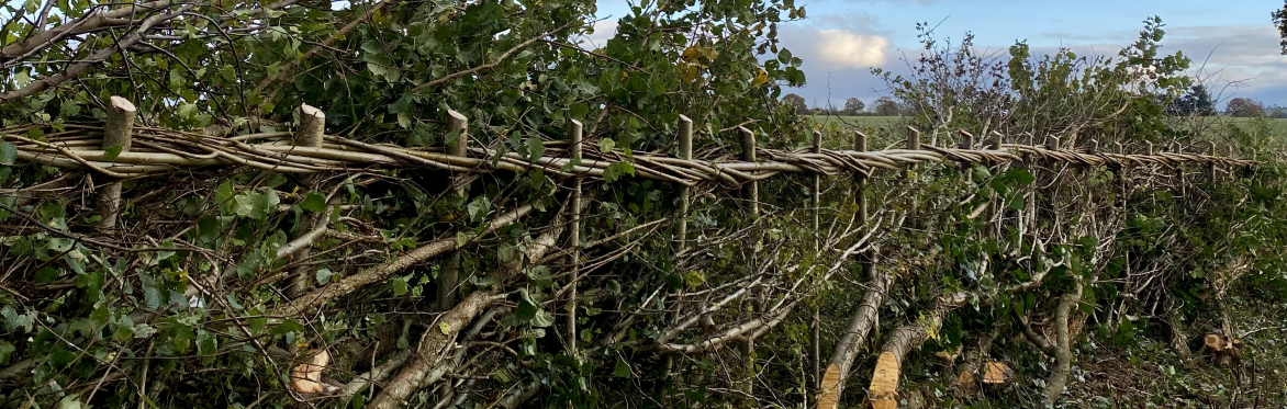 Introduction to hedgelaying for women