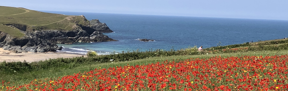 poppy field overlooking Poly Joke beach