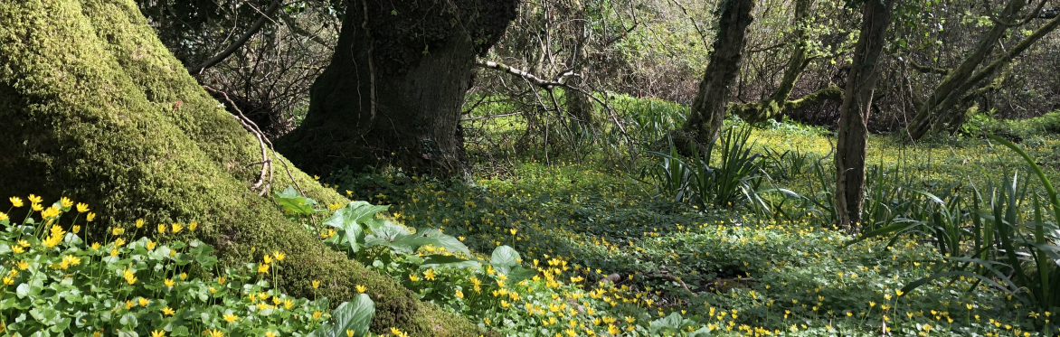 Purbeck Forest Bathing