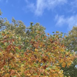 a small tree whose leaves have turned orange and yellow is in front of plane trees whose leaves are still green..