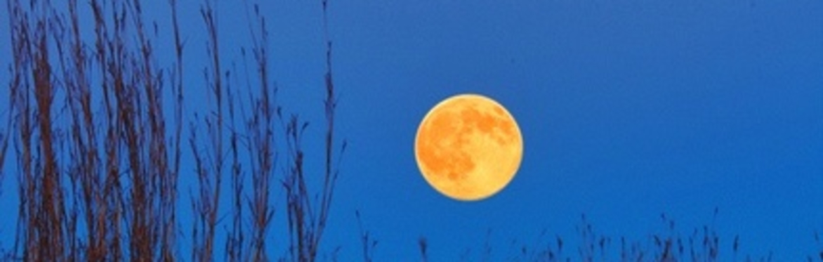 HARVEST MOON