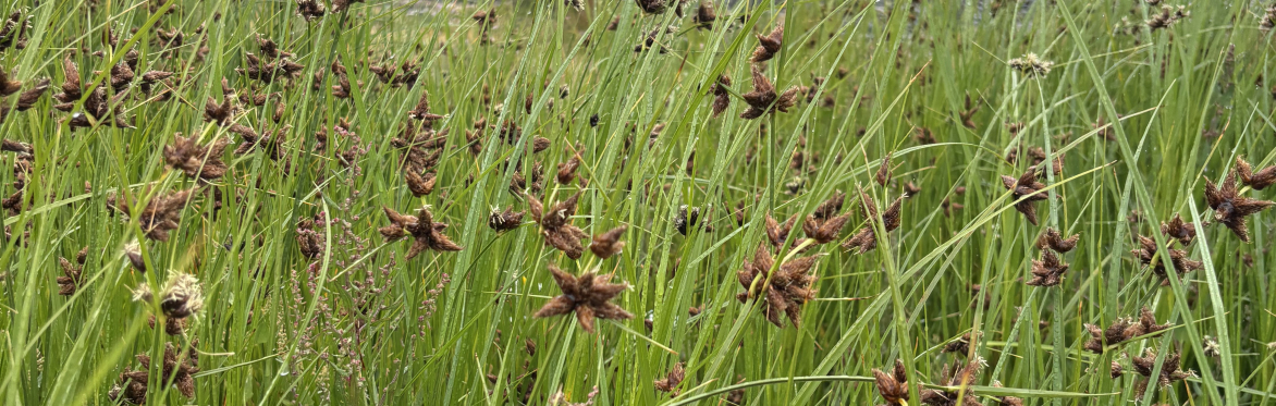 Botanical Skills NI: Exploring Greyabbey Saltmarsh