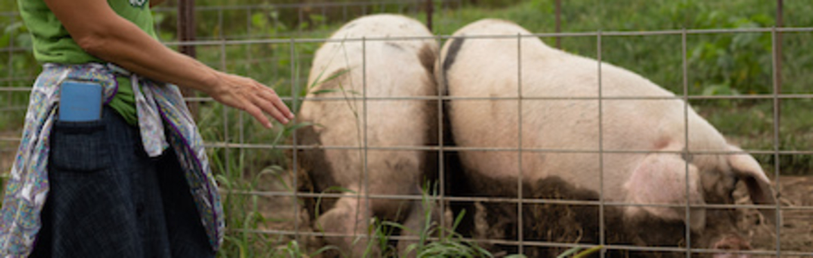 Prepping for Pigs