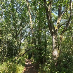 a picture of a path through the woods