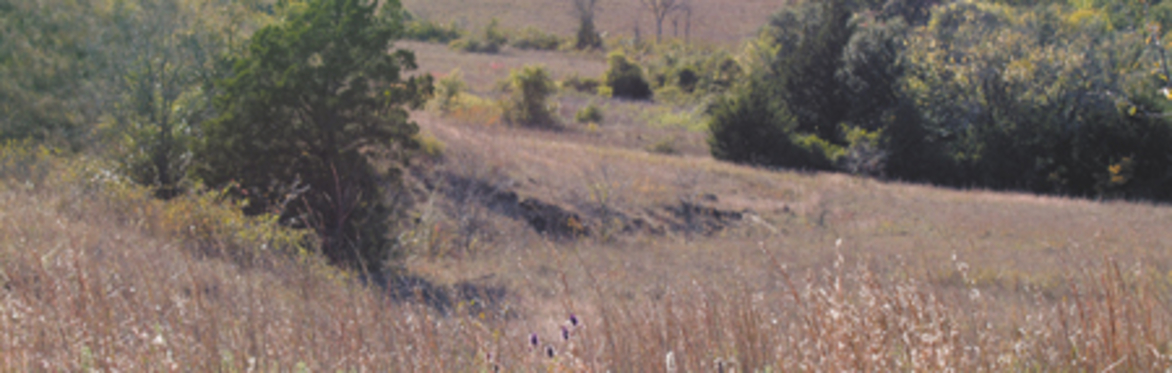 LBJ National Grasslands, Unit #31