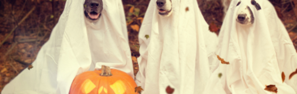 PawFest Holloween