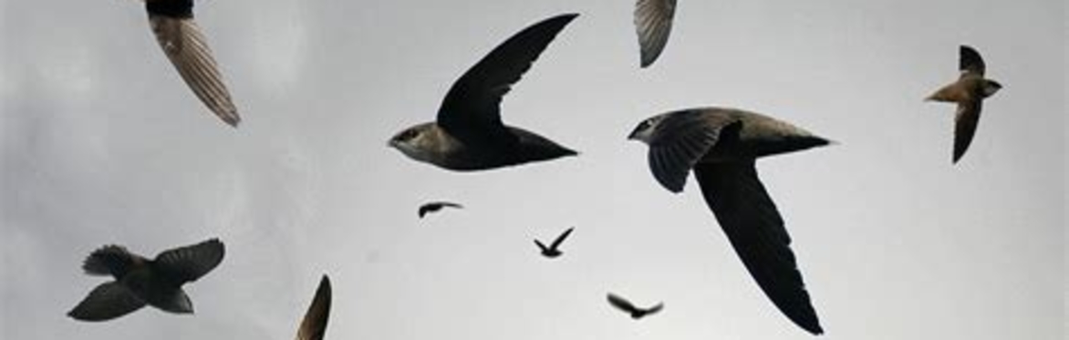 CATCH A SWOOP OF SWIFTS