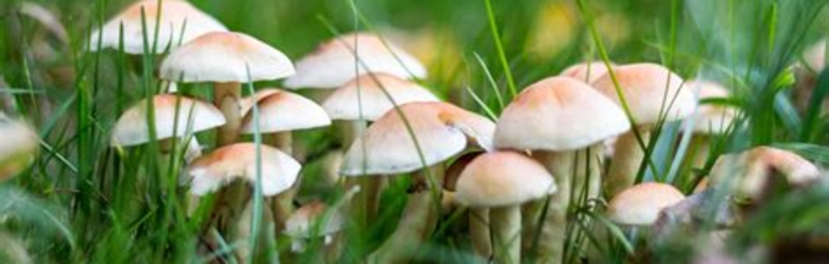 Mushroom Walk With Incredible Edible