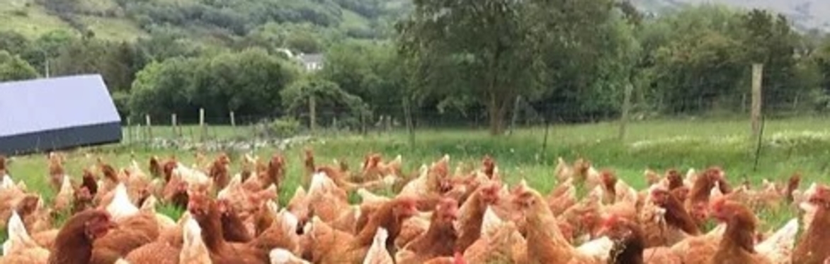 Farming For Nature Walk with Cathal Mooney - July (Co. Donegal)