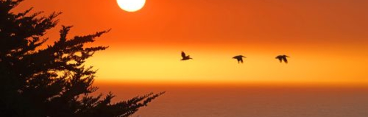 In the Shadow of the Bridge: Birds of the Bay Area | Discussion with the Author