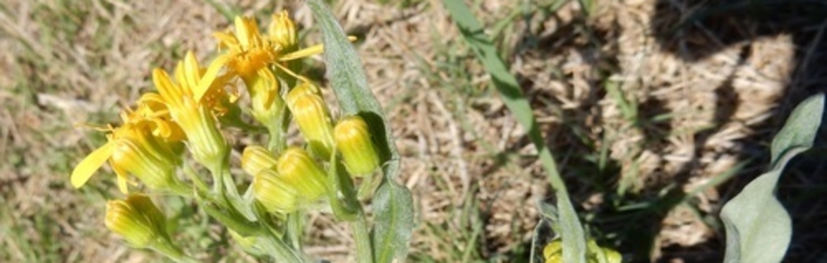Rare Plant Survey for Quayle's Ragwort (Senecio quaylei)