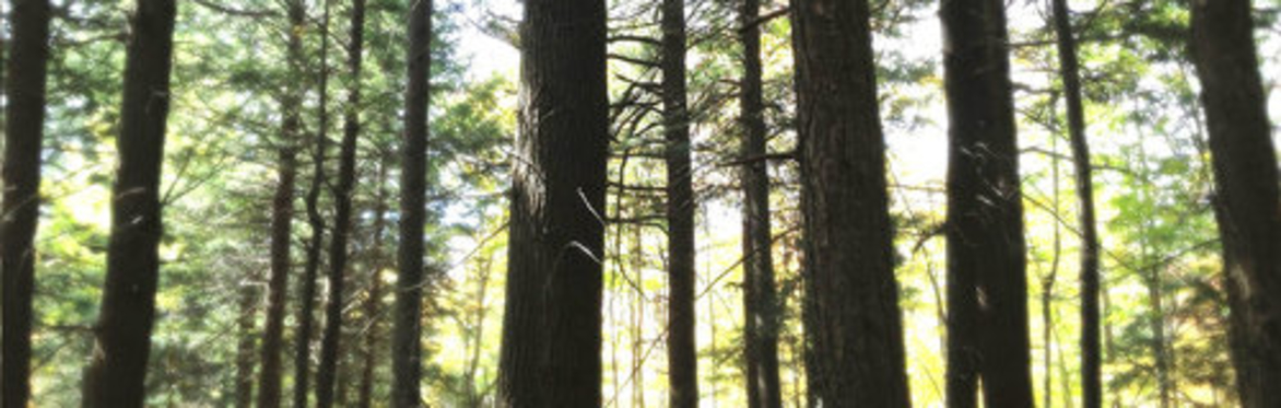 Forest Bathing