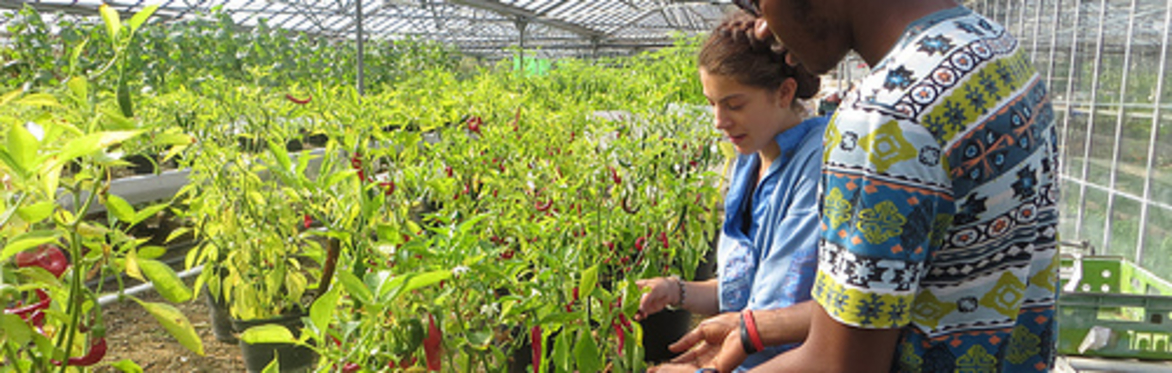 Seed Sowing for Beginners