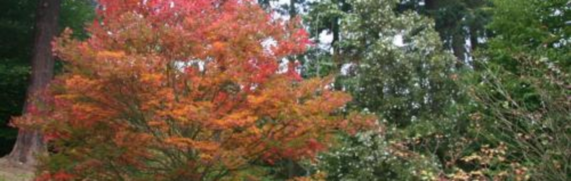 Betula Study Day at Hergest Croft and Frank P Matthews