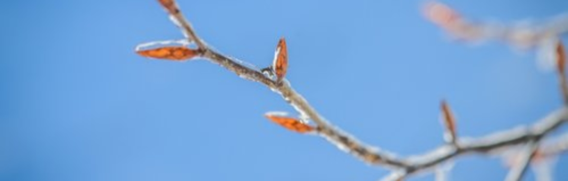 Winter Tree Identification with Dylan Walsh