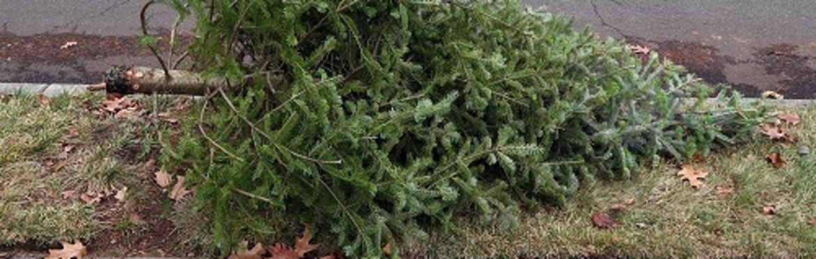 2026 Troop 158 Christmas Tree Pickup