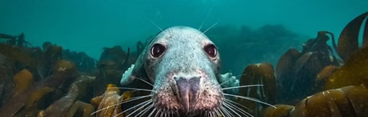 North Sea, Nature Untamed