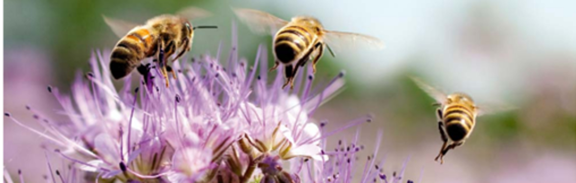 Buzzy Bees Activity Session