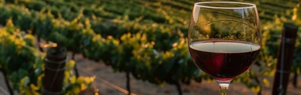 £18 for 8 Wines: Sun Kissed Sips