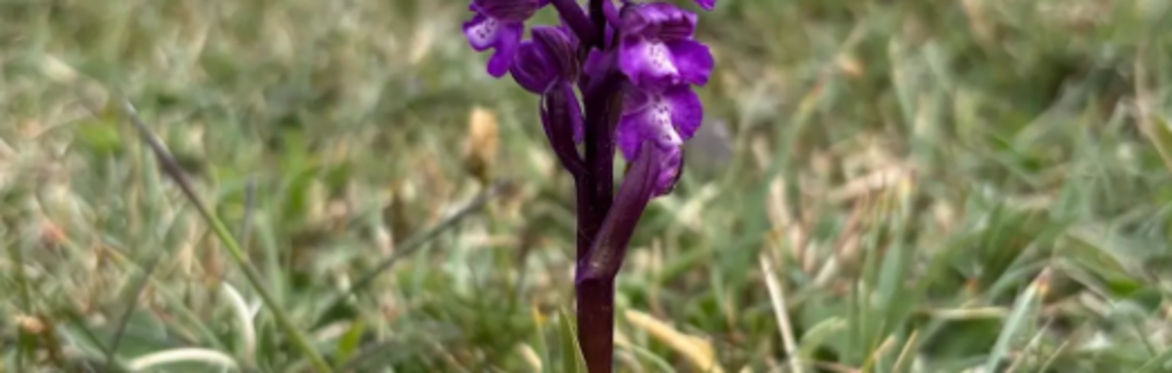 Botanical Skills NI: Field Recording Session at Killard Nature Reserve