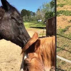 Hearts for Cheyenne aka Horses Aren’t Meant to Be Broken