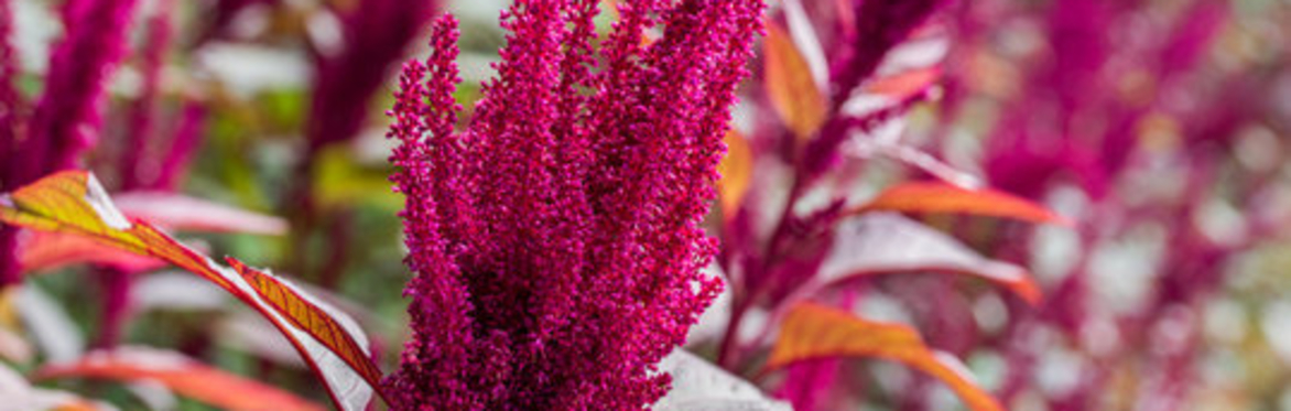 Foraging Workshop with Sean Rowe