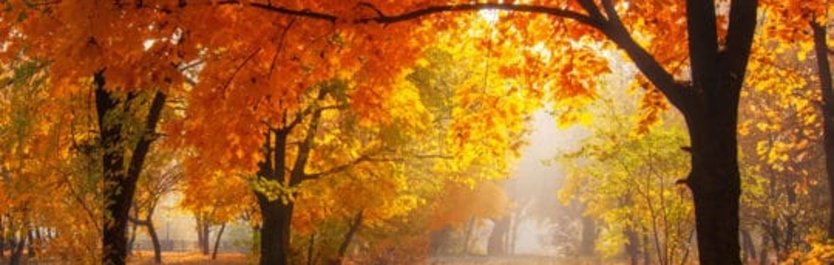 Young Professionals - Pumpkin Spice Shabbat