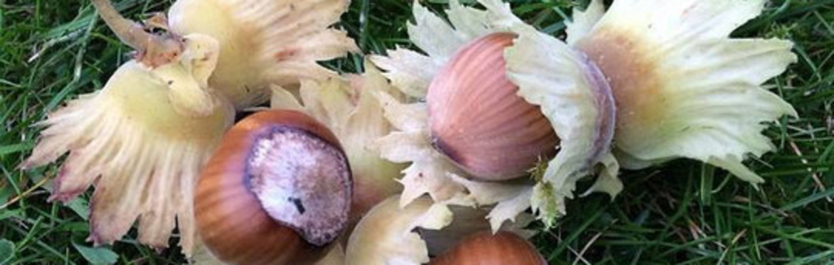 Cobnuts
